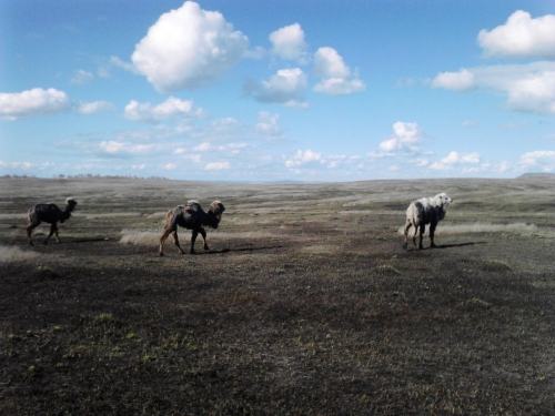 В агаповской степи пасутся настоящие верблюды. Местные уже привыкли, а горожанам это в диковинку